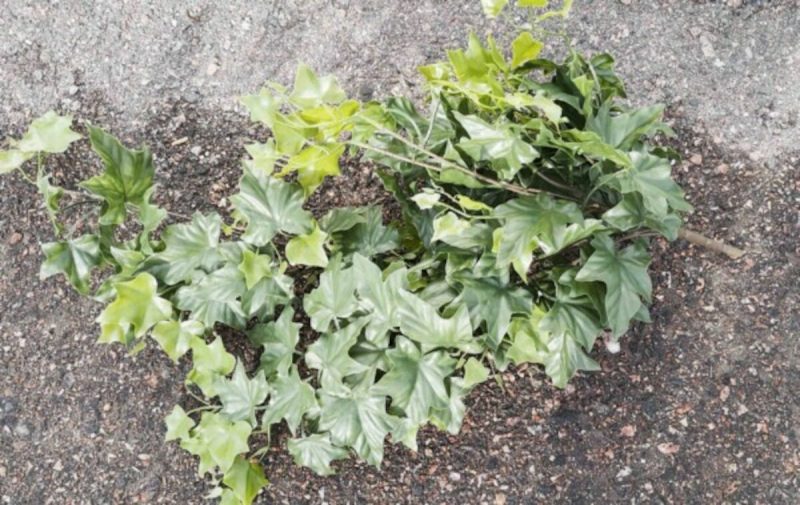 Murattipensas tekokasvi 85 cm UV - suojattu