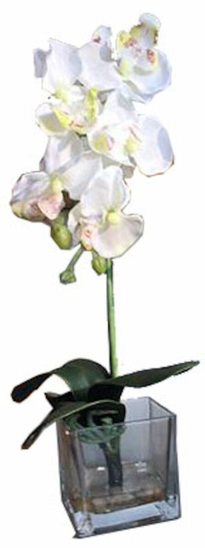 Orkidea Phalaenopsis tekokasvi lasiruukussa